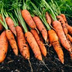 10 professionaalset näpunäidet kõige magusamate porgandite seemnetest kasvatamiseks