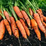 10 professionaalset näpunäidet kõige magusamate porgandite seemnetest kasvatamiseks
