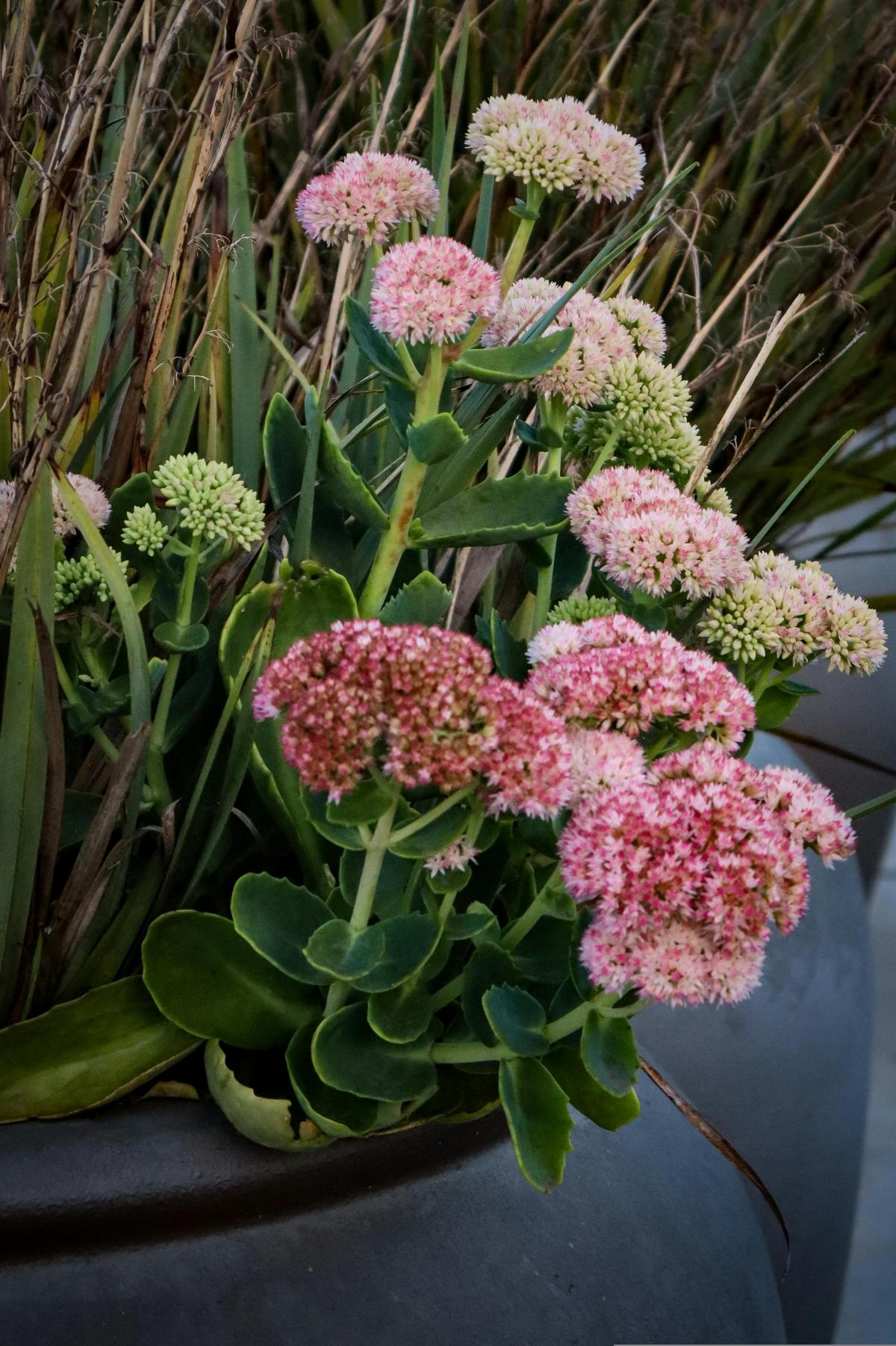 Milliseid lilli istutada kalmistule, et need õitseksid terve suve / foto pexels.com