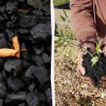 4 üllatavat viisi söe kasutamiseks aias