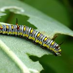 5 põhjust, miks taimedel võivad olla õõnsad lehed ja nutikad