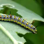 5 põhjust, miks taimedel võivad olla õõnsad lehed ja nutikad meetodid selle parandamiseks 5 põhjust, miks taimedel võivad olla õõnsad lehed ja nutikad