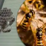 6 asja, mis muudavad su õue herilaste magnetiks – kuidas