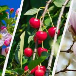 Aednikud nimetasid 8 puud, mida ei tohiks sügisel kärpida