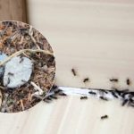 Hüvasti, tüütud kahjurid: kuidas sipelgatest lõplikult lahti saada