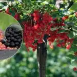 Kaks ämbrit sõstraid põõsa kohta: kuidas valmistada kolmest koostisosast parim pealiskaste Kaks ämbrit sõstraid põõsa kohta: kuidas valmistada kolmest koostisosast parim