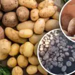 Kartulisordid, mis ei karda kliimamuutusi – populaarne tipp