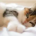 Kas kõik kassid võivad nuriseda: loomaarstid jõuavad ootamatule järeldusele kas-koik-kassid-voivad-nuriseda-loomaarstid-jouavad-ootamatule-jareldusele.webp.webp