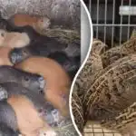 Kasumlik loomakasvatus – mis tasub end kõige kiiremini ära?