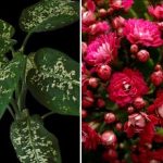 Kolm toataime, mis meelitavad majja kahjureid