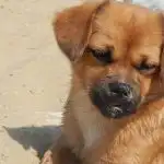 Kui koer valib peres ühe omaniku: peamise inimese mehhanism kui-koer-valib-peres-uhe-omaniku-peamise-inimese-mehhanism.jpg