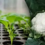 Kuidas kapsast seemikute jaoks õigesti külvata - ajastus ja olulised