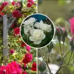 Kuidas roose pärast talve korralikult pügada: lopsaka õitsemise saladus