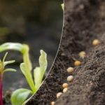 Kuidas saada peaaegu 100% seemnete idanemist: aednik paljastab lihtsa superviisi