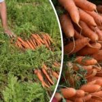 Kuidas teha kindlaks, kas porgand on küps - parimad päevad