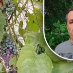 Lihtne nipp hea saagi saamiseks: aednik on paljastanud viinamarjade peamise