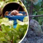 Lihtne tegevus augustis: aednik jagas, kuidas peedid magusaks ja mahlakaks