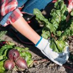 Mida ei tohiks oma aias kasvatada: aednikud nimetasid 5 probleemset