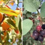 Mida istutada varju: puud, mis annavad veel saaki