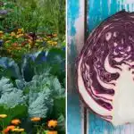 Miks kapsas aias närbub: kõik on seotud tema naabritega