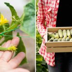 Milliseid kurke 2026. aastal istutada: need hübriidid annavad kõige heldema