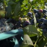 Mustikad peavad vastu igale külmale: aednik paljastas peamised sügisesed hooldussaladused