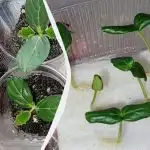 Nad tärkavad kiiremini kui kõik nende naabrid: 5 võimalust kurgiseemnete