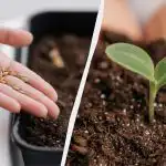 Nad tärkavad nädalaga: kuidas kodus paprikaseemneid õigesti idandada