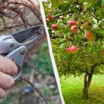 Need 7 puud tuleb enne märtsi lõppu kärpida: oksad puhkevad