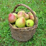 Parandab soolestiku tööd ja mälu: toitumisspetsialistid soovitavad süüa seda puuvilja