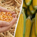 Parim periood maisi külvamiseks 2025. aastal: ärge jätke seda vahele