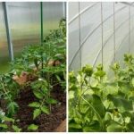 Rekordsaak üllatab isegi naabreid: kuidas kasvuhoones mulda kiiresti niisutada