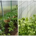 Rekordsaak üllatab isegi naabreid: kuidas kasvuhoones mulda kiiresti niisutada Rekordsaak üllatab isegi naabreid: kuidas kasvuhoones mulda kiiresti niisutada