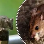 Rotid ja hiired jooksevad minema ja kaovad igaveseks, kui jätate