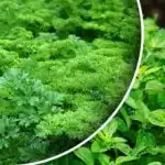 Saaki saab kuu aja pärast: mida saab septembris külvata või