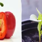 Seemned tärkavad kiiremini: milles tomateid, paprikat ja kurki enne istutamist leotada Seemned tärkavad kiiremini: milles tomateid, paprikat ja kurki enne istutamist