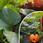 Suure kõrvitsasaagi saladus: mida teha seemnetega enne istutamist