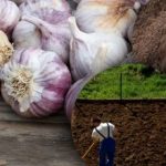 Talviküüslaugule see ei meeldi: aednik on avastanud ideaalse aiapeenra saladuse