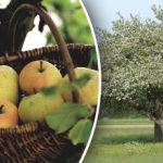 Te ei tohiks maha võtta: kuidas vana õunapuud noorendada