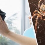 Üks toode puhastab aknaid, kuni need säravad, ja vabaneb ämblikest: