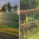 Umbrohi kuivab ja muutub tolmuks: lihtne retsept aia jaoks