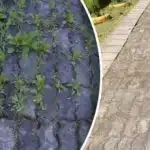 Umbrohi radadel kaob 3 päevaga – vaja on vaid veekeetjat